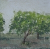 images_diapo/album2/5-arbre.jpg