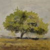 images_diapo/album2/8-arbre-bis.jpg